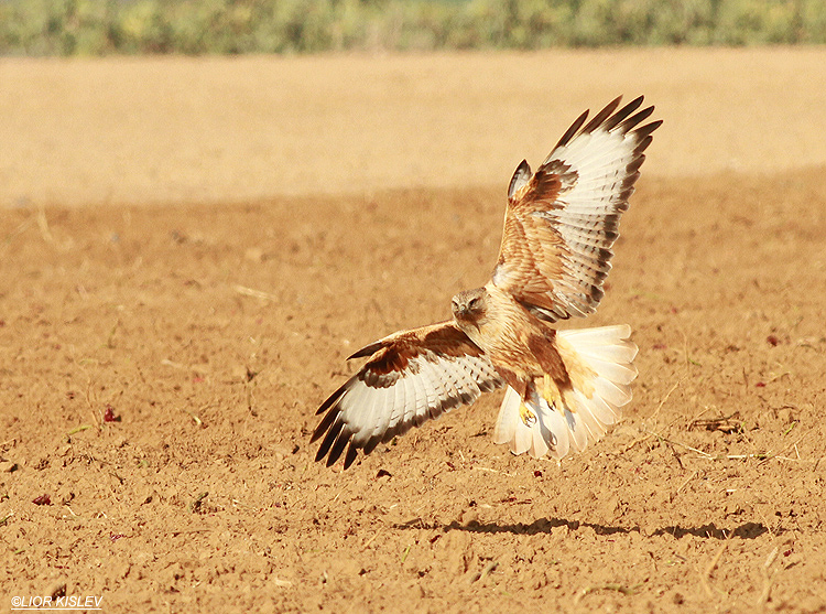 Long Legged  Buzzard  Buteo rufinus ,Reim ,north western Negev,Israel ,December 2012 .Lior Kislev